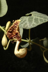 Aristolochia fimbriata