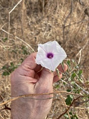 Ipomoea incarnata