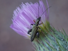 Oedemera flavipes