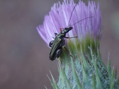 Oedemera flavipes