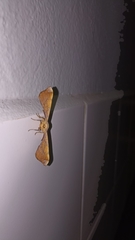 Xenimpia lactesignata