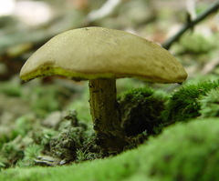 Boletus atkinsonii
