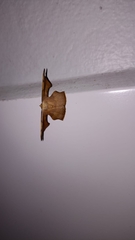 Xenimpia lactesignata