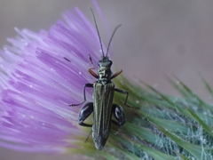 Oedemera flavipes