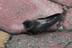 Aerodramus germani