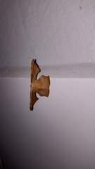 Xenimpia lactesignata