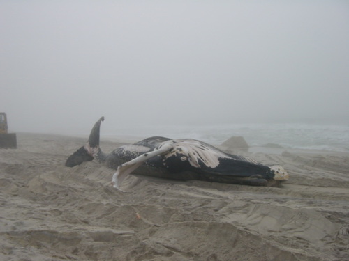 Humpback Whale photographed in New York