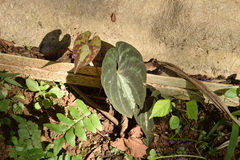 Dioscorea dodecaneura