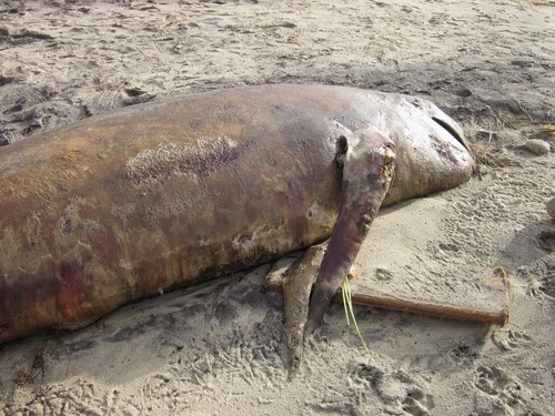 Long-finned Pilot Whale photographed in Massachusetts