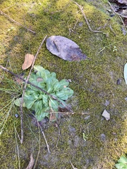 Samolus parviflorus