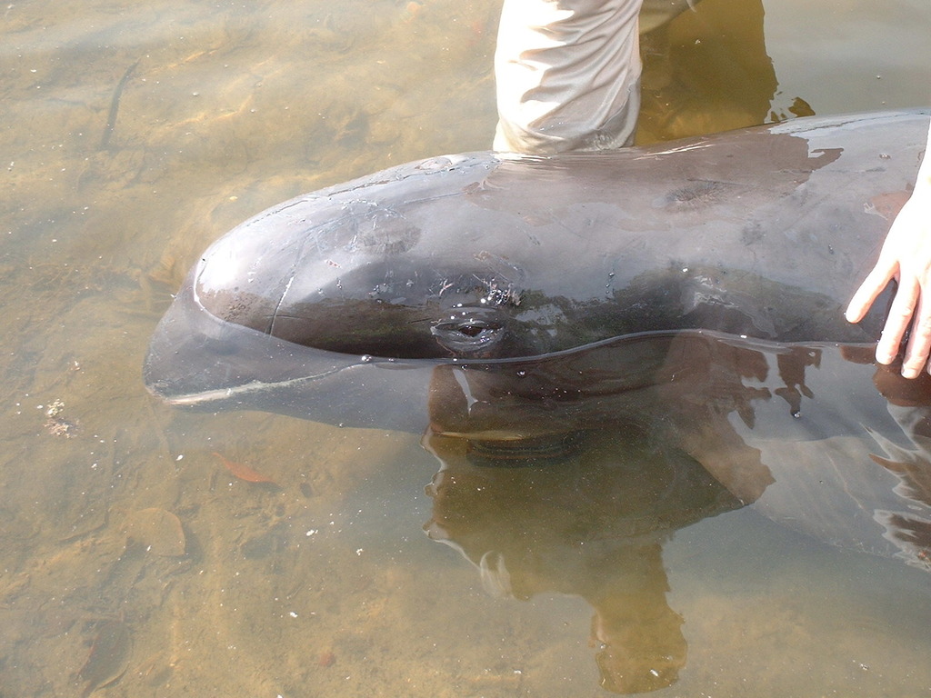 Photo of Melon-Headed Whale (Peponocephala electra)
