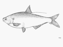 Mexican River Gizzard Shad photo 4