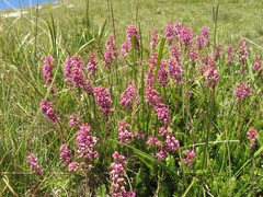 Erica spiculifolia