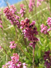Erica spiculifolia