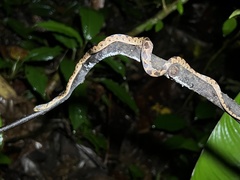 Leptodeira septentrionalis image
