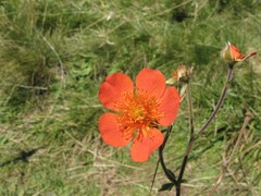 Geum coccineum