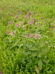 Asclepias exaltata × syriaca