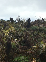 Miconia robinsoniana