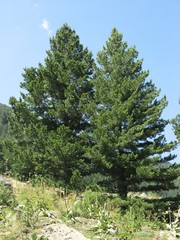 Pinus peuce