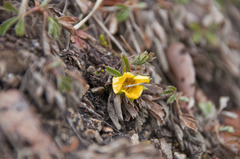 Potentilla incana