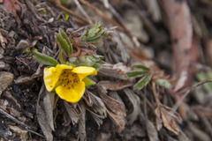 Potentilla incana