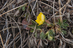 Potentilla incana
