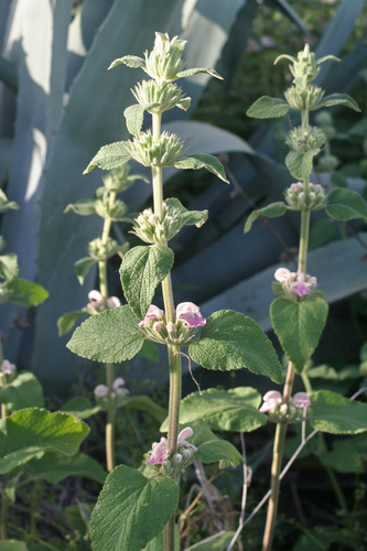 Phlomis bovei, photograph 6