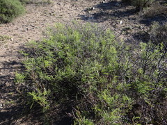 Prosopis flexuosa
