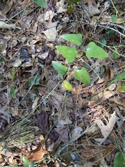 Smilax bona-nox image