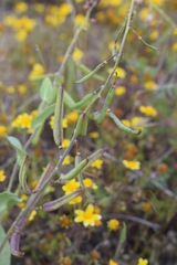 Caulanthus californicus