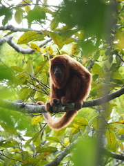 Alouatta sara