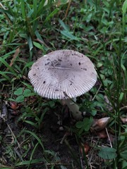 Amanita virginiana