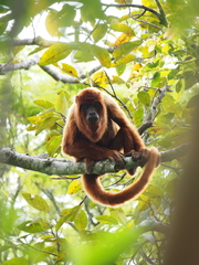 Alouatta sara