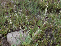 Caulanthus californicus