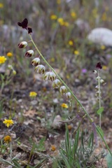 Caulanthus californicus