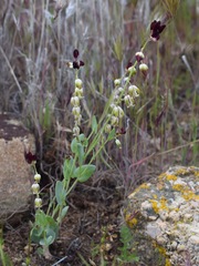 Caulanthus californicus