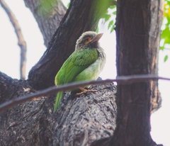 Psilopogon zeylanicus