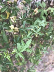 Magnoliopsida