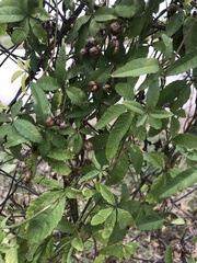 Magnoliopsida