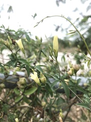 Magnoliopsida
