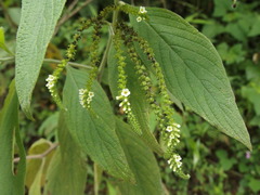 Heliotropium rufipilum
