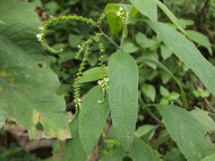 Heliotropium rufipilum