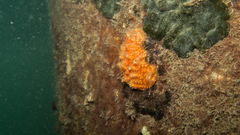 Polyclinum constellatum