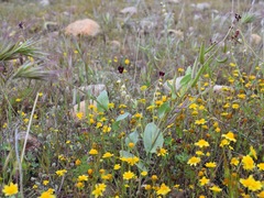 Caulanthus californicus