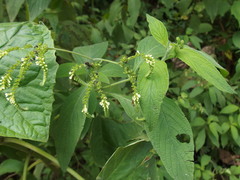 Heliotropium rufipilum