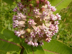 Asclepias exaltata × syriaca