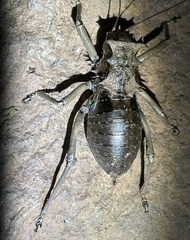 Enyaliopsis