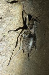 Enyaliopsis