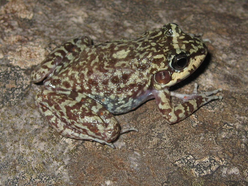 Big-Eared River Frog
