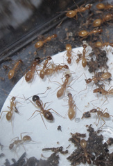 Camponotus pudorosus